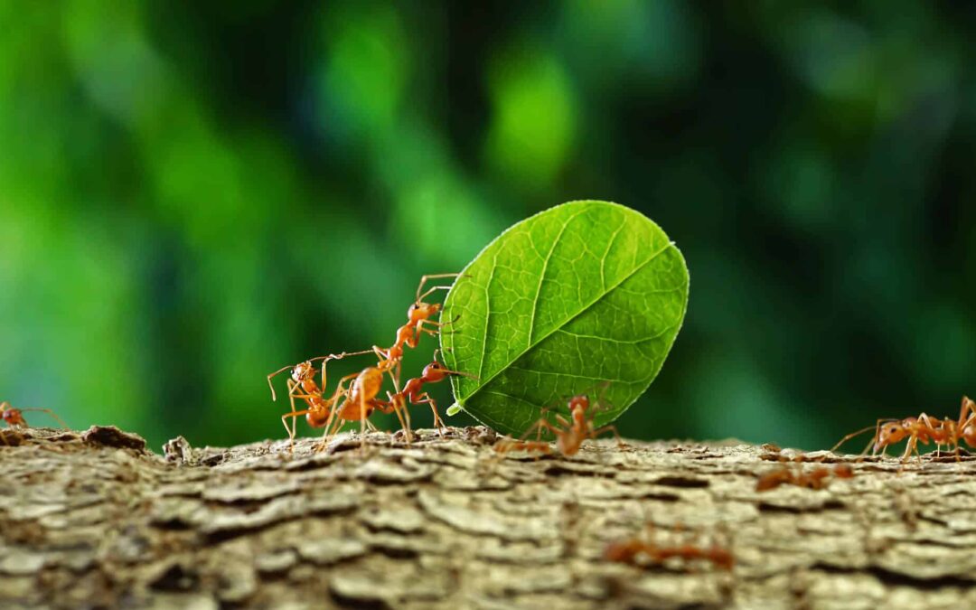 When Are Ants Most Active? Seasonal Changes and Their Impact