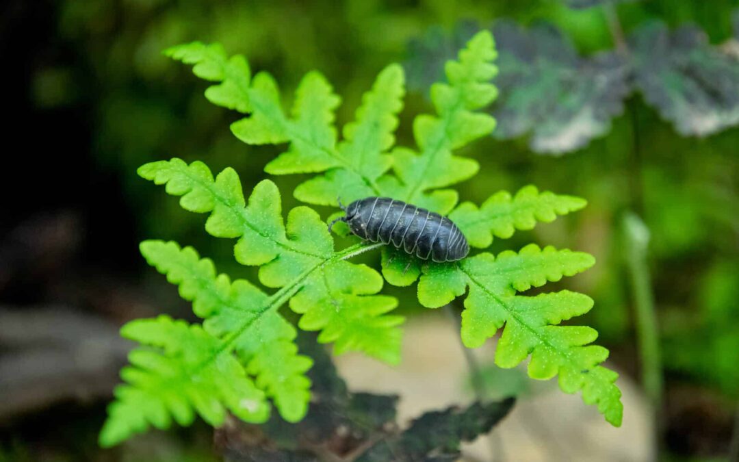 Why Do Pill Bugs Roll Up?