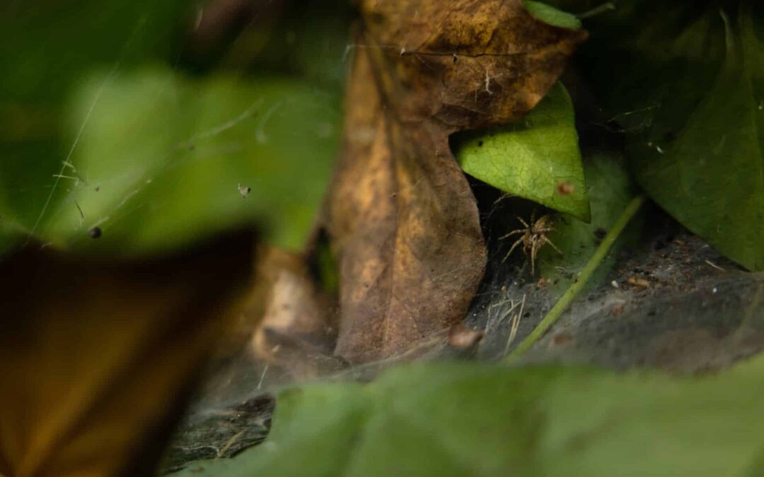 Why Spiders Like the Basement