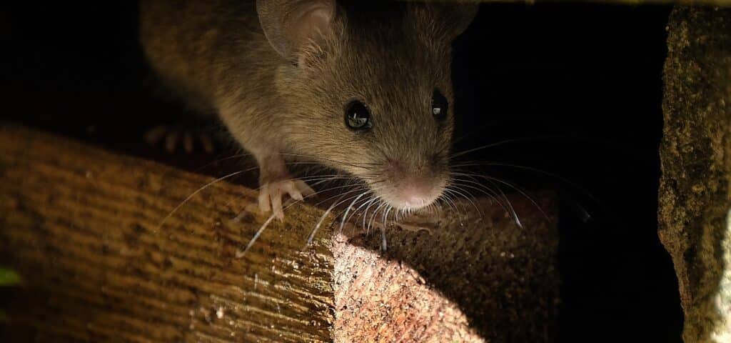 Close-Up Of A Mouse Peeking From A Shadowy Crevice, Illuminated By A Narrow Beam Of Light Highlighting Its Whiskers And Bright Eyes On A Textured Wooden Surface