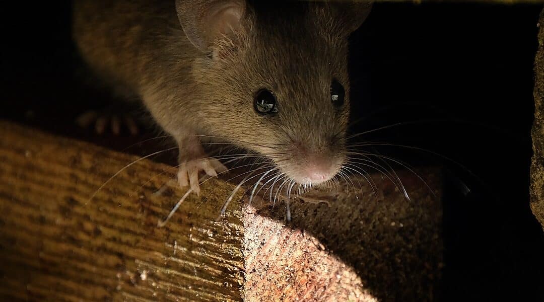 Ultimate Guide: How to Identify Mouse Poop in Your Home