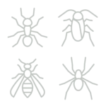 A set of four minimalist green icons on a black background, each depicting different types of insects: an ant, a cockroach, a wasp, and a spider. The simple line art style effectively communicates the distinctive physical features of each insect, useful for educational or informational purposes.