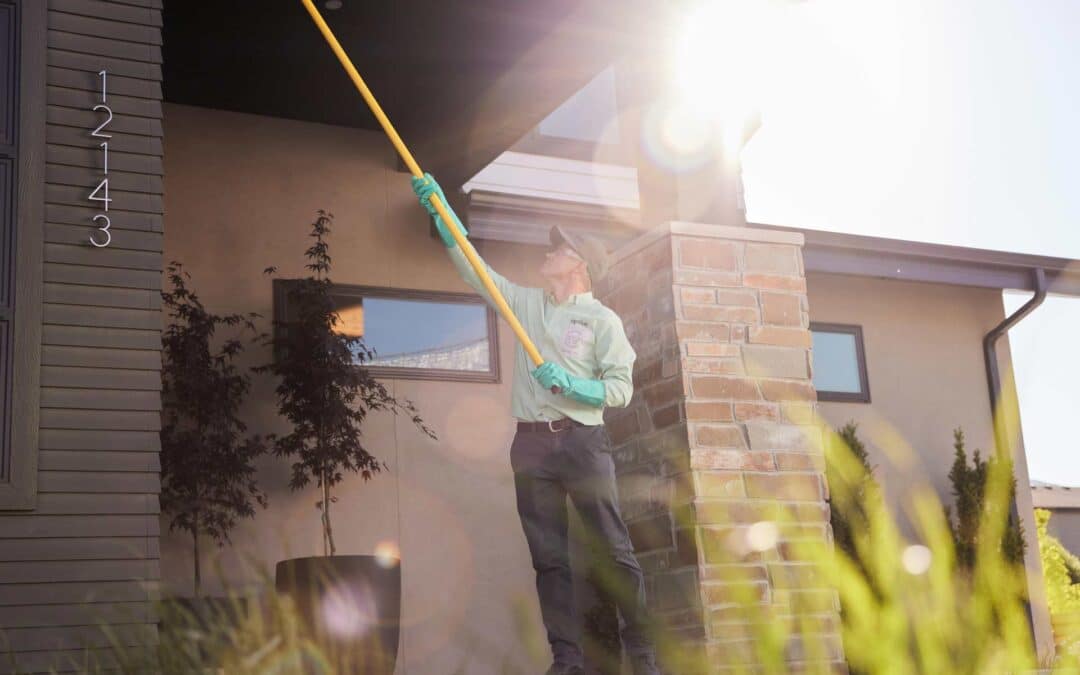 Can Rats Climb Walls? How to Seal Your Home to Prevent Entry