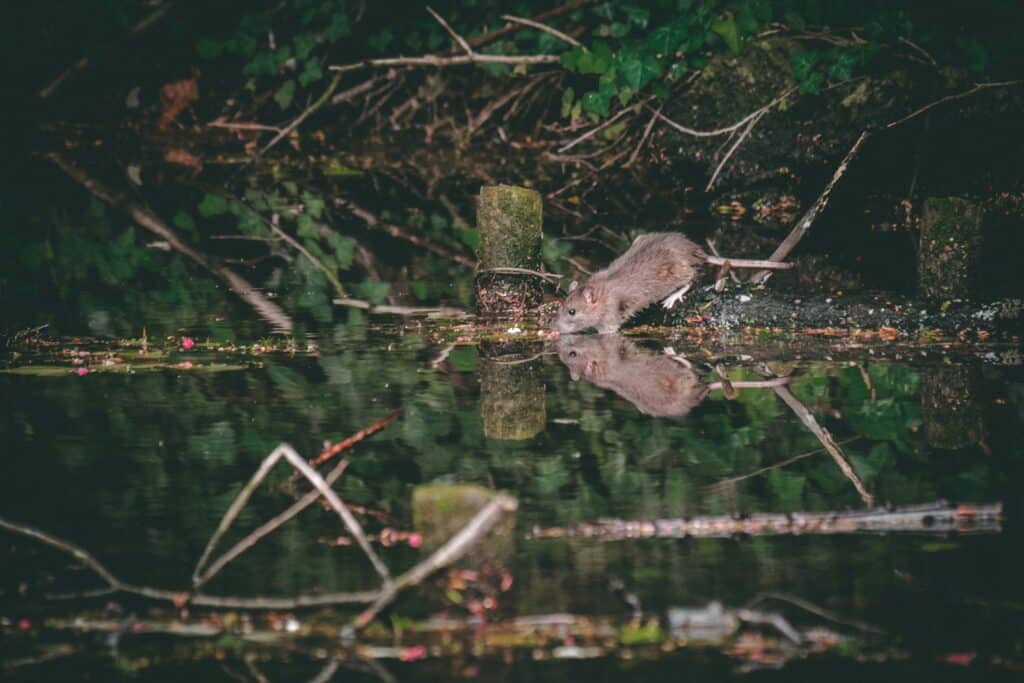 A Detailed Image Of A Brown Rat Standing Near The Edge Of A Water Body, With Its Reflection Visible In The Water. The Background Includes Dense Foliage And Tree Branches.