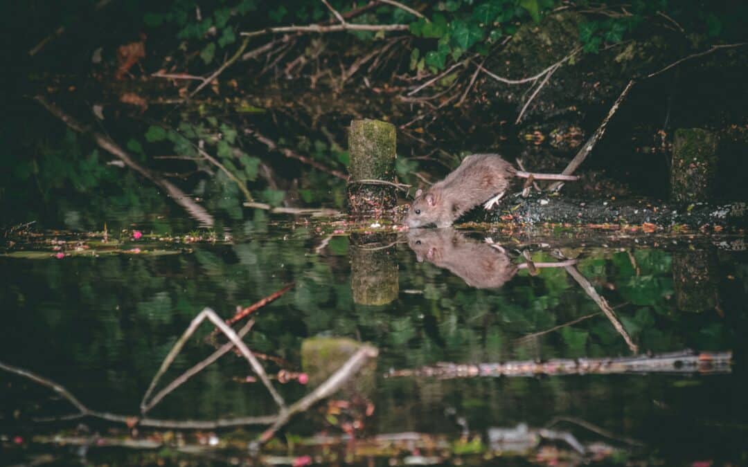 Are Norway Rats Dangerous?