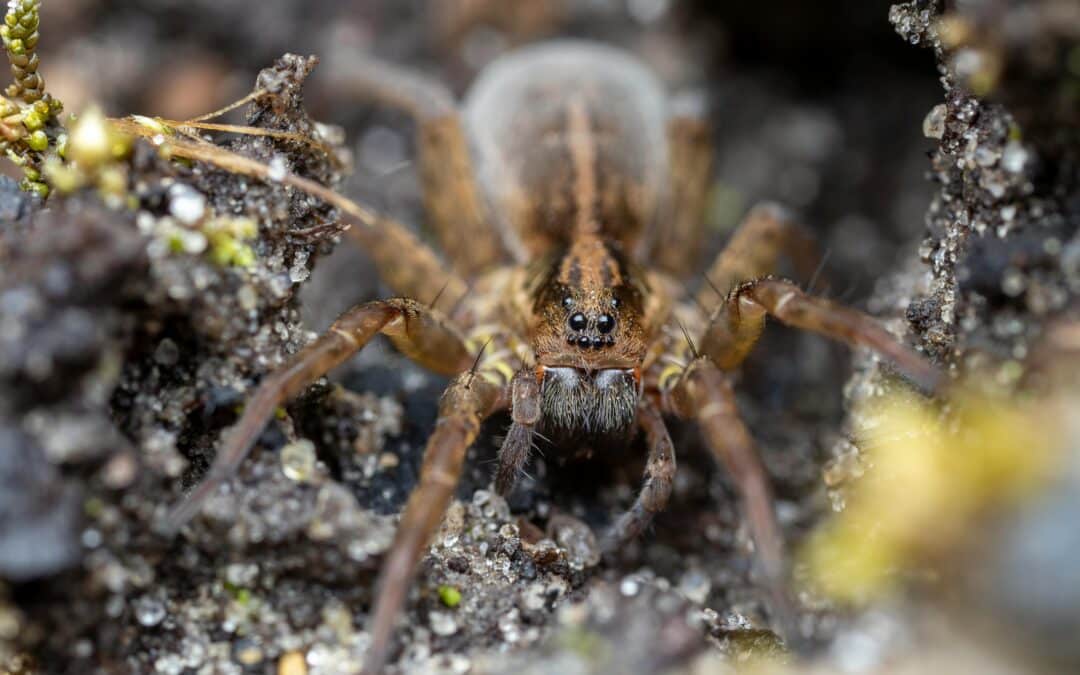 How to Identify a Spider: 5 Signs to Consider and When to Take Action