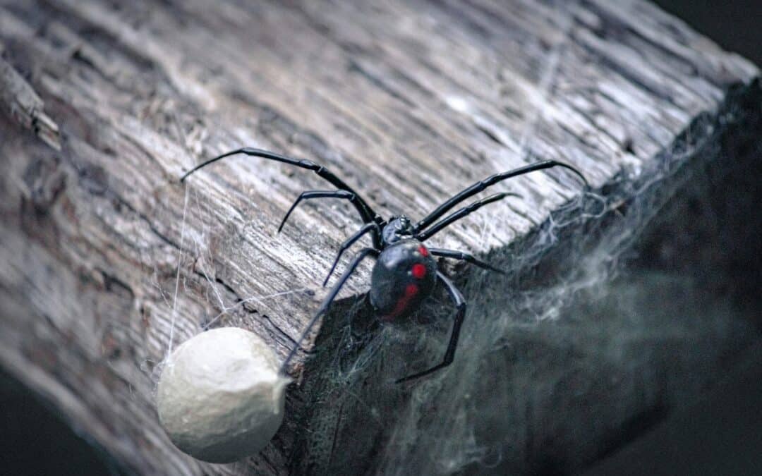 How Black Widows Choose Nesting Spots