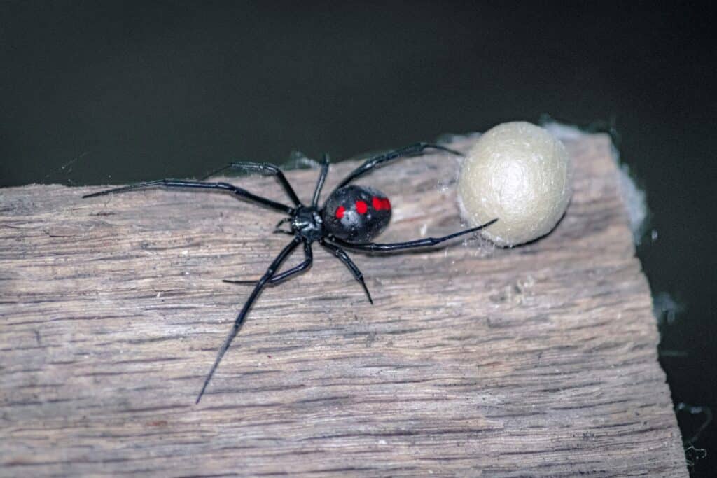 A Detailed Close-Up Image Of A Black Widow Spider With Its Red Markings On A Wooden Surface, Positioned Next To Its Egg Sac.