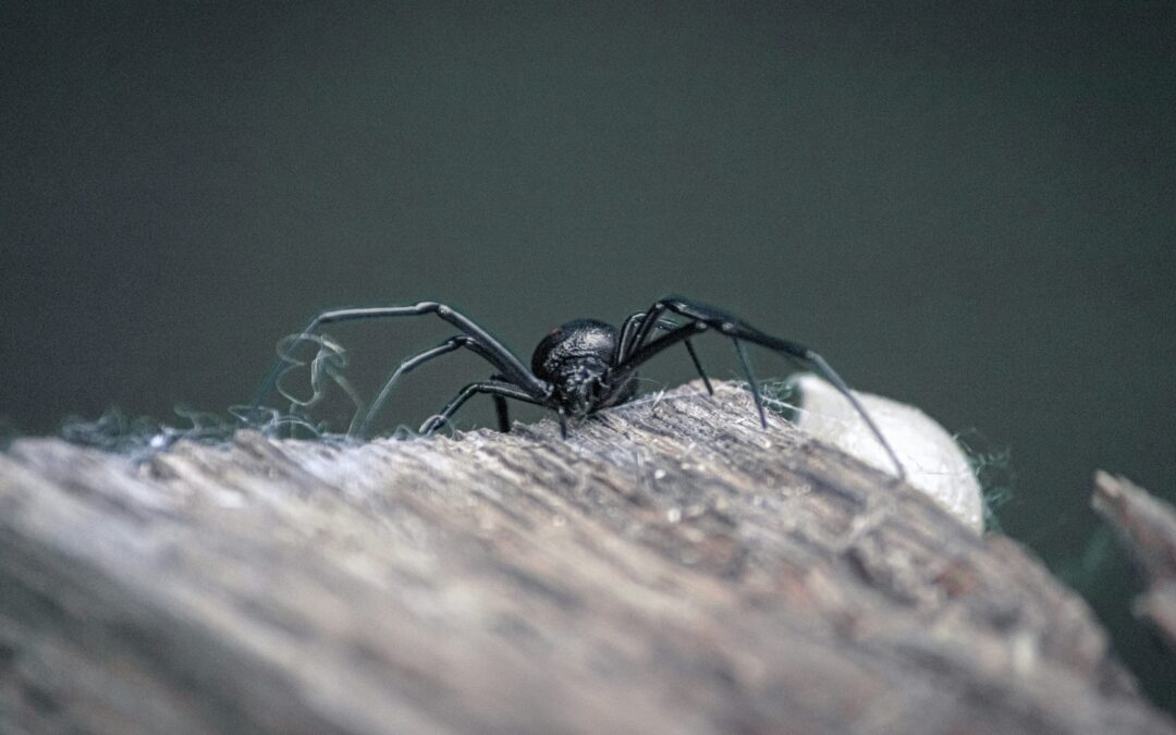 What Are the Signs of a Black Widow Infestation?