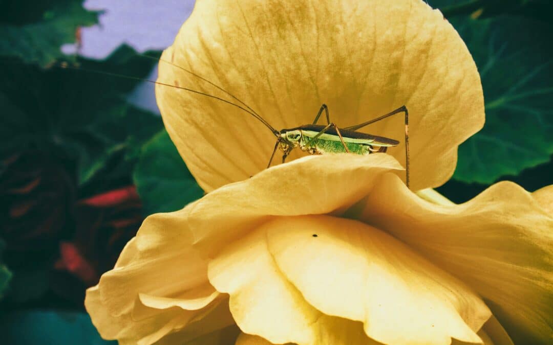How to Get Rid of a House Cricket Infestation
