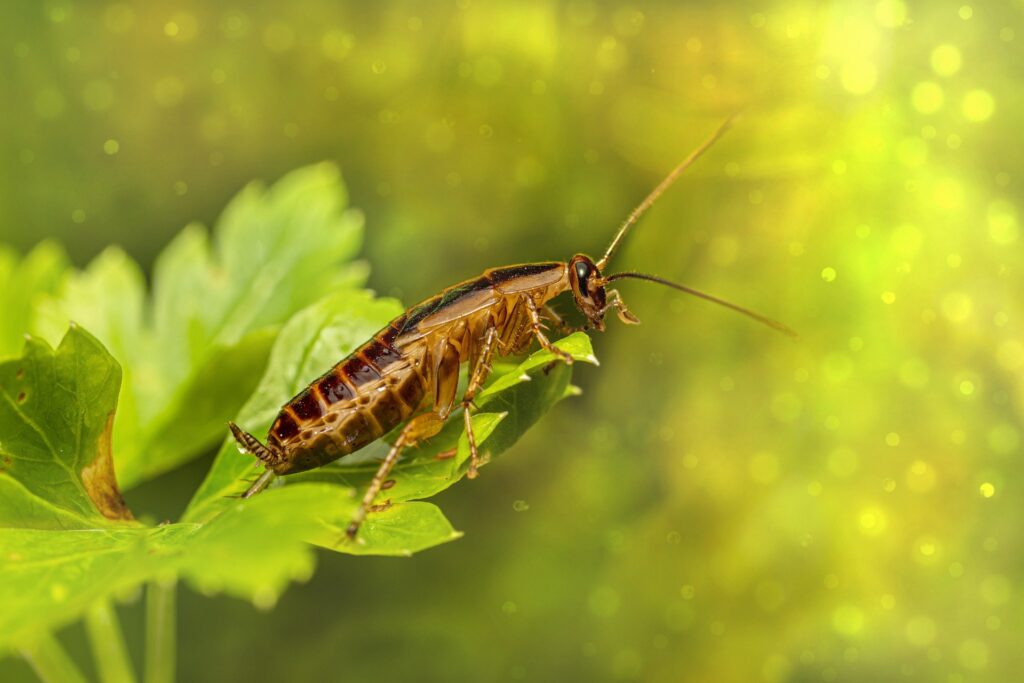 A Close-Up Image Of A German Cockroach Perched On A Green Leaf With A Blurred Yellow And Green Background.