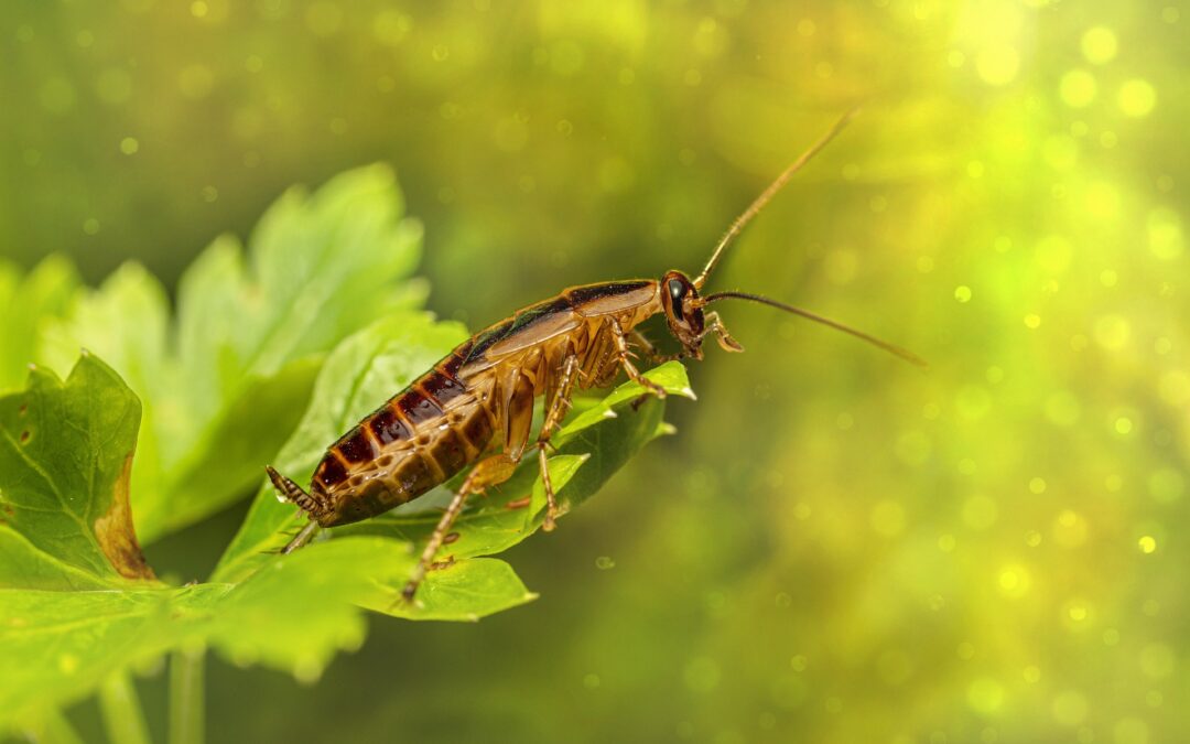 German Cockroaches – Identification and Prevention