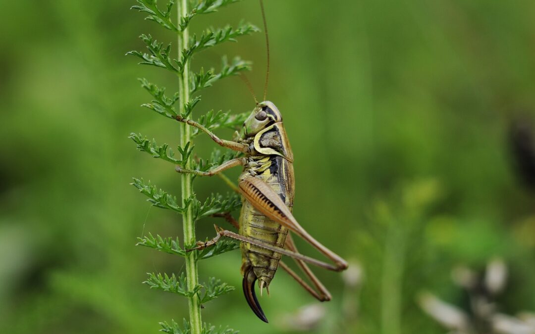 Are Crickets Harmful to Humans?