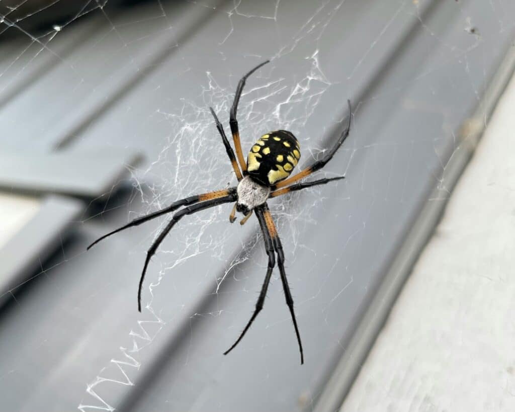 A Detailed Close-Up Of A Yellow Garden Spider (Argiope Aurantia) In Its Web, With A Background Of Gray Metallic Surfaces. The Spider’s Characteristic Bold Black And Yellow Pattern On Its Abdomen And Long Black Legs Are Clearly Visible.