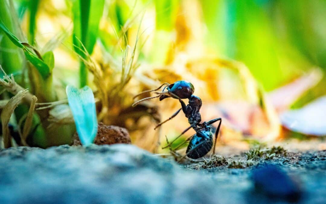 Why Do Ants Keep Coming Back?