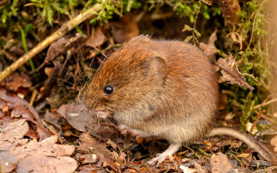 Vole Damage in the Lawn? Identifying and Repairing the Harm