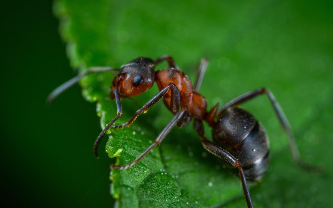 How Argentine Ants Communicate to Form Supercolonies