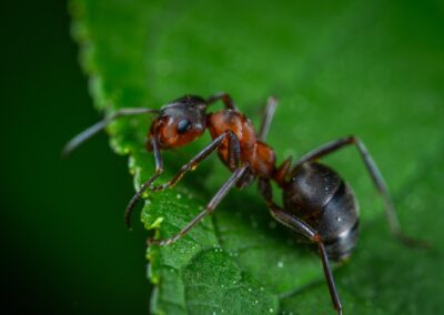 Top 5 Most Common Pests to Worry About in the Pacific Northwest