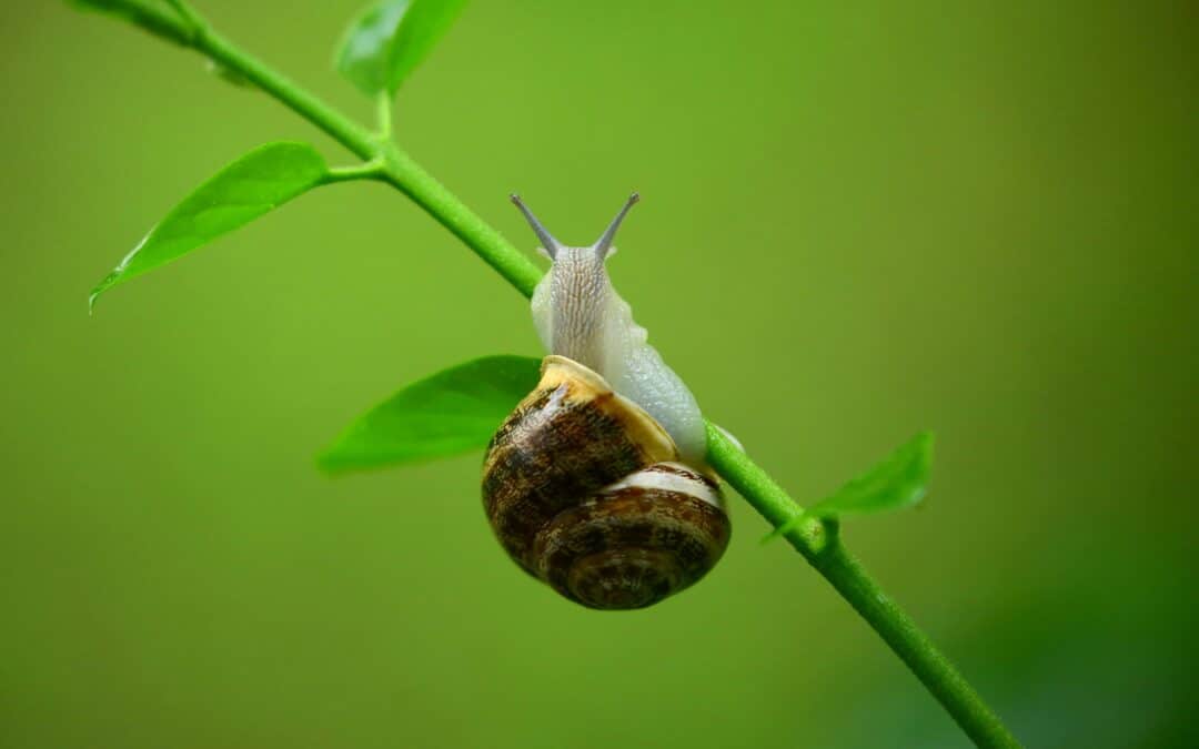 Why Do Snails Leave Slime Trails?