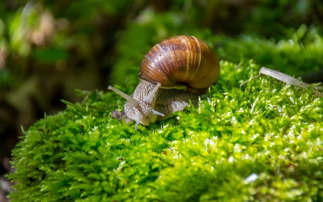 The Problem with Snails Hiding Under Flowerpots in Damp Weather