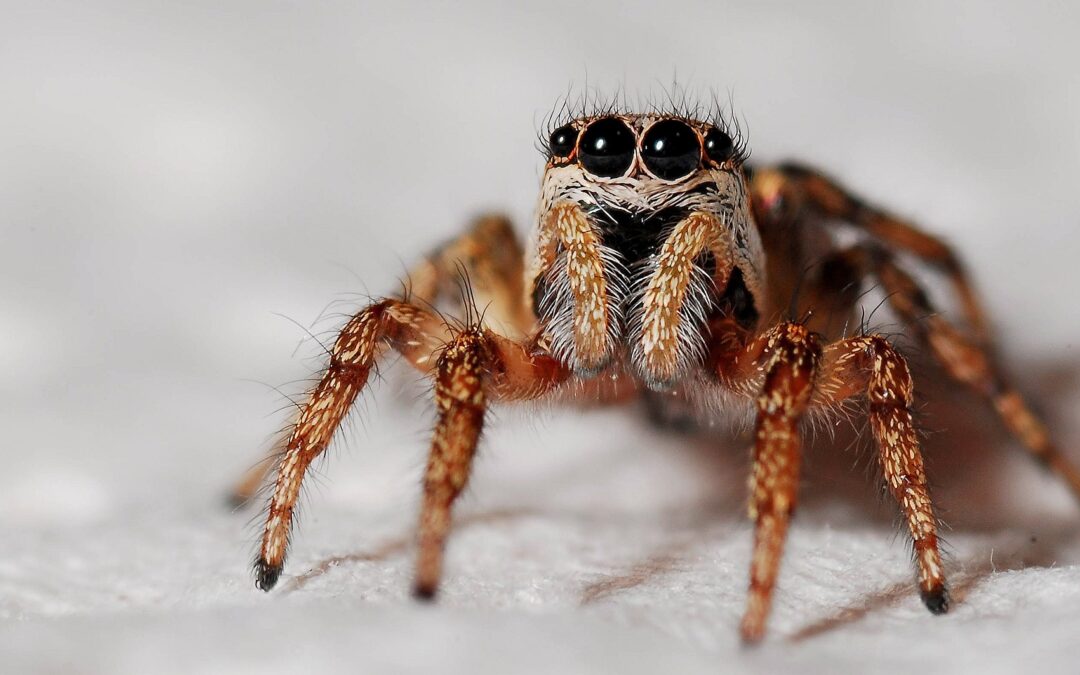 The Role of House Spiders in Your Home Ecosystem