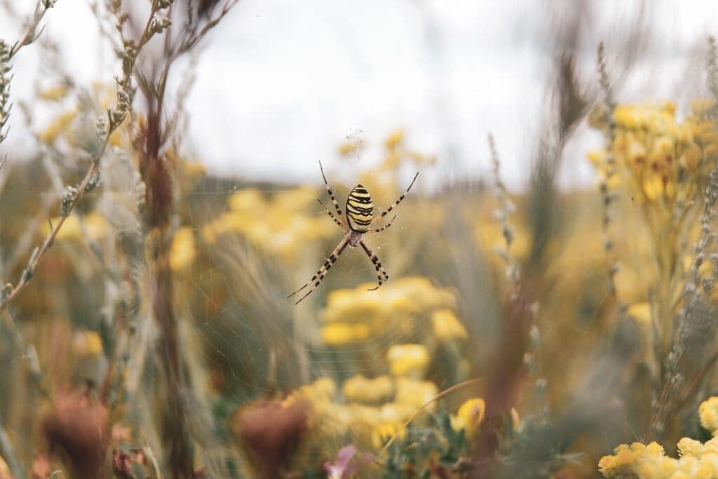 A Close-Up Image Of A Wasp Spider (Argiope Bruennichi) Suspended In The Center Of Its Web, Which Is Intricately Woven Among Tall Yellow Flowers And Grasses In A Field. The Spider's Distinctive Black And Yellow Striped Abdomen Is Prominently Displayed, With The Blurred Background Of The Flowers Providing A Natural, Vibrant Setting.