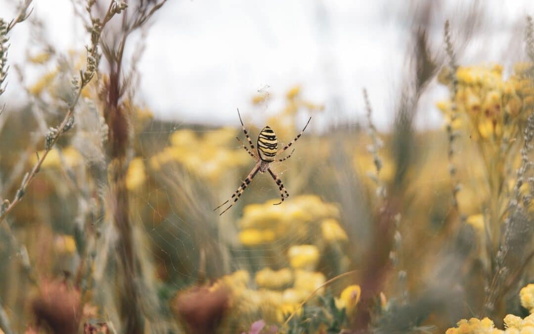 7 Ways on How to Get Rid of Spiders in Your Home