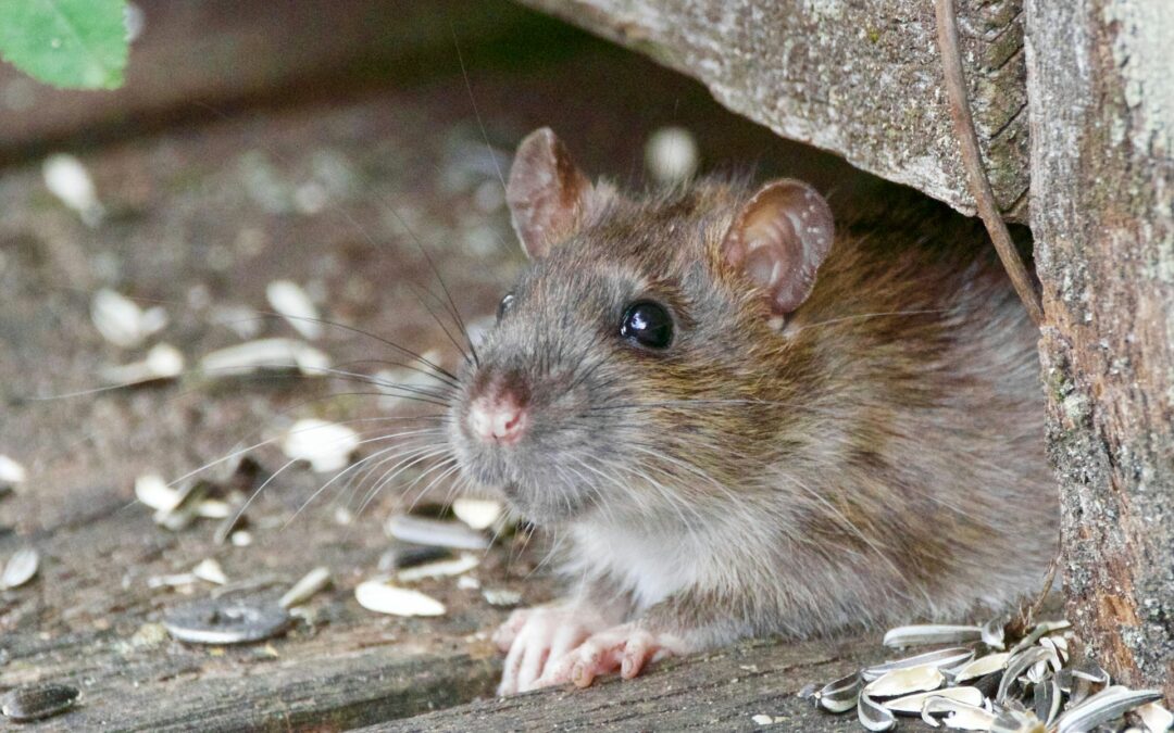 Pack Rats: Identification, Facts, and Preventing