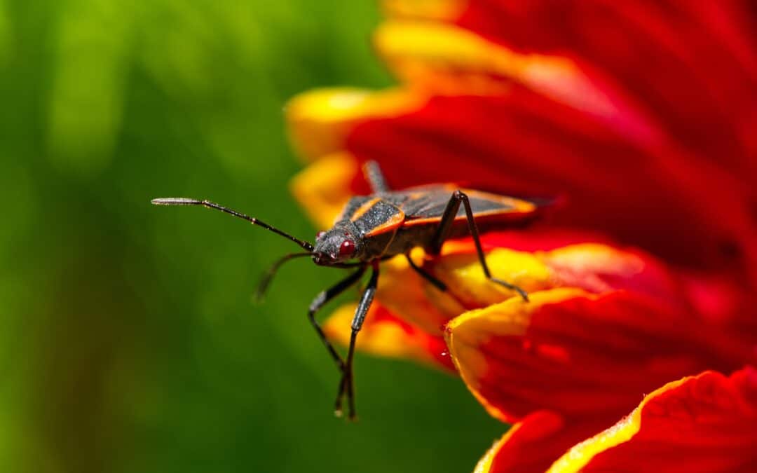 Understanding the Life Cycle of Boxelder Bugs and How to Break It