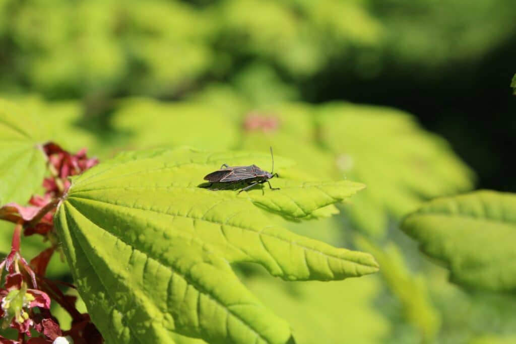 A Close-Up Image Of A Boxelder Bug (Boisea Trivittata) Resting On A Green Leaf, With The Background Filled With Soft-Focus Greenery. The Bug'S Distinctive Black And Orange Markings Are Clearly Visible, Contrasting With The Vibrant Green Leaf.