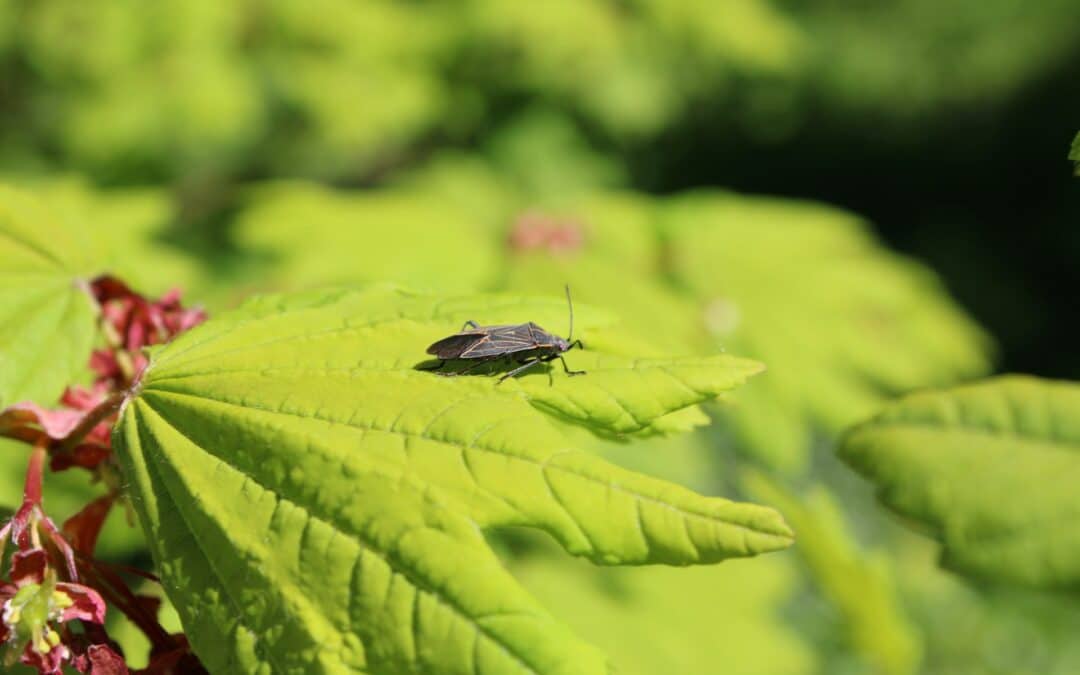 How To Get Rid of Boxelder Bugs Entering Your House