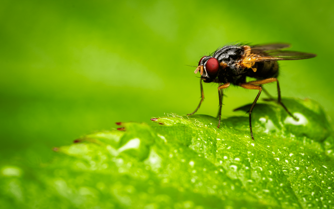 How to Keep Flies Away From Your Trash Cans