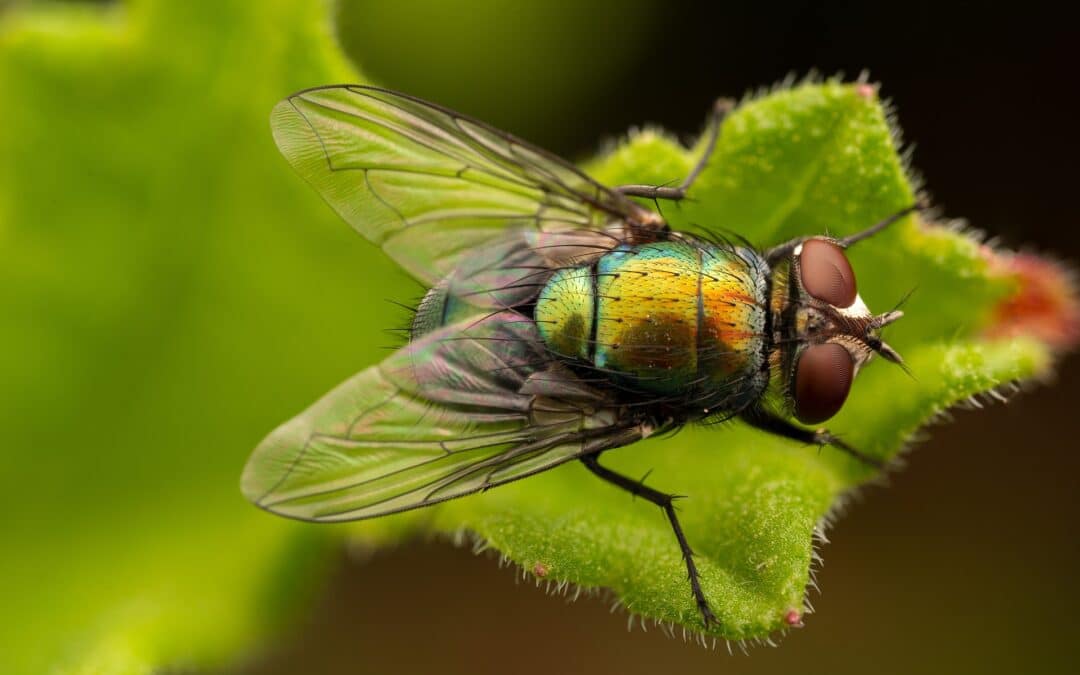 The Four Stages of the House Fly Life Cycle
