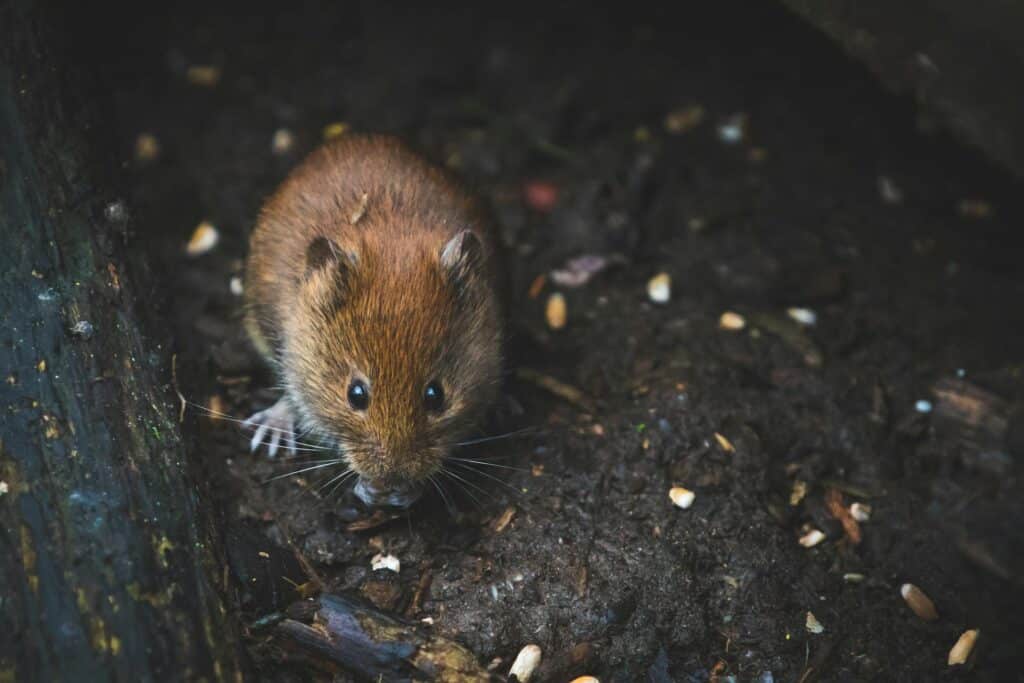 A Close-Up Image Of A Small Brown Vole Looking Directly At The Camera, Nestled In A Dark, Moist Crevice Surrounded By Scattered Seeds And Bits Of Wood. The Vole'S Fur Is Detailed And Its Whiskers Are Prominently Displayed, Highlighting Its Alert Expression In A Natural Habitat.