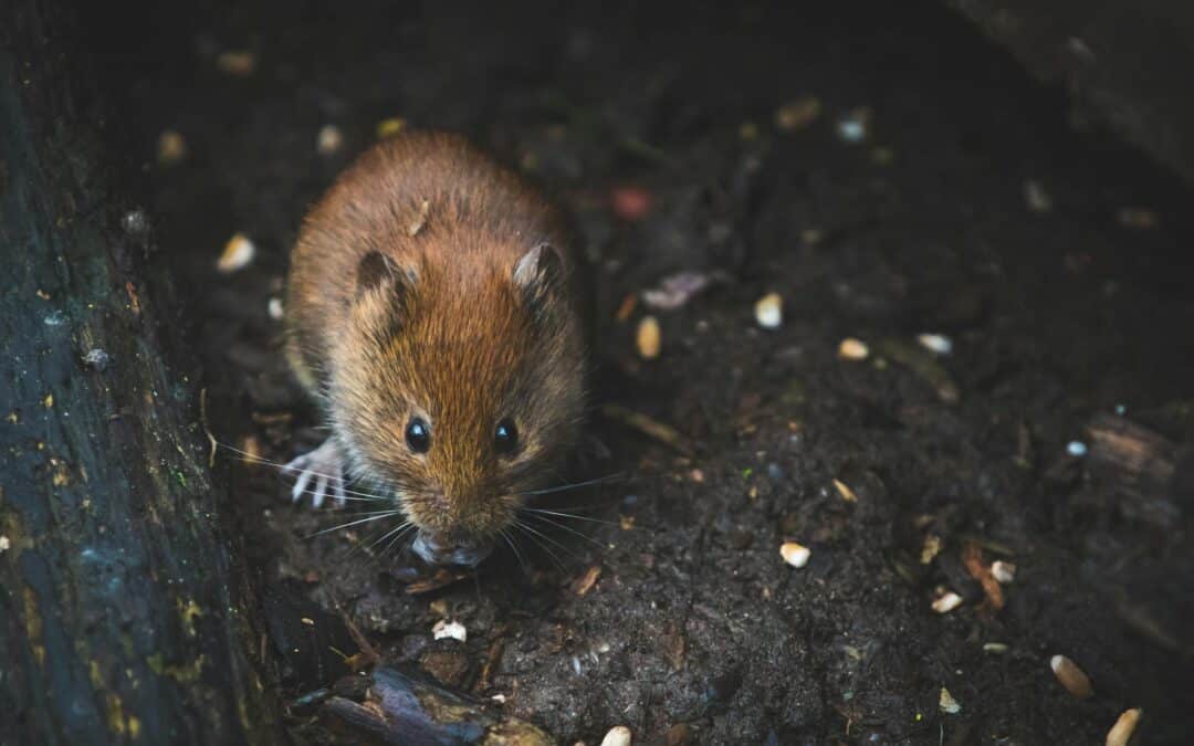 Rats in Homes: How Common Are They Really?
