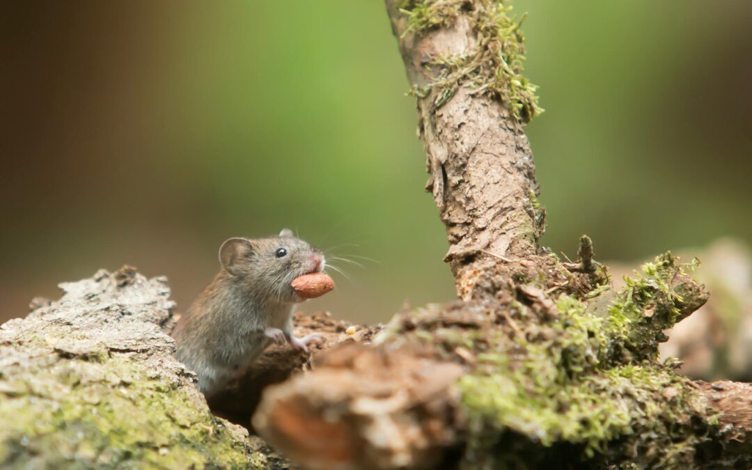 Mice vs. Rats – How to Identify and Prevention