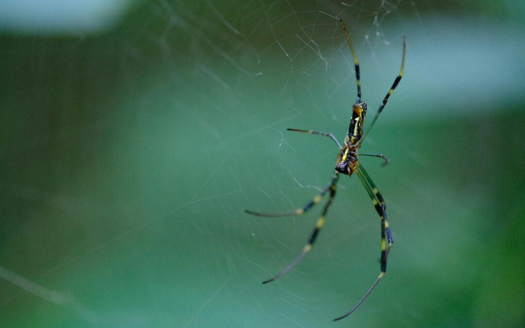 What are Joro Spiders and how to Identify them