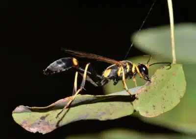 15 Most Common Household Pests In Tennessee: Homeowners’ Guide