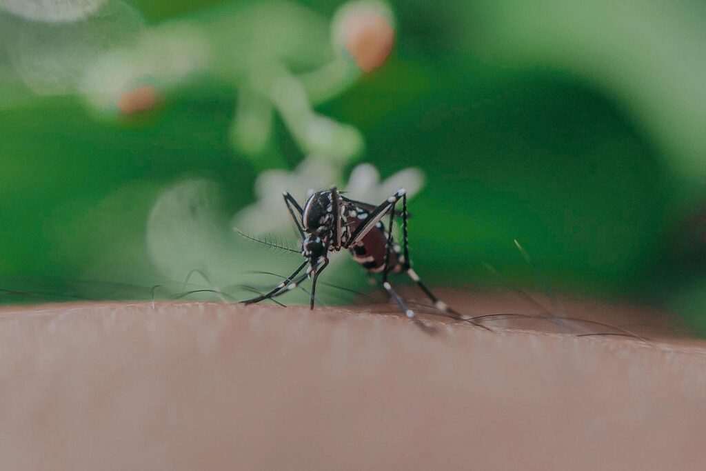 A Close-Up Of An Asian Tiger Mosquito (Aedes Albopictus) Feeding On Human Skin. The Mosquito'S Distinctive Black And White Striped Legs And Body Markings Are In Focus Against A Blurred Green Background, Highlighting Its Role As A Potential Vector For Diseases.