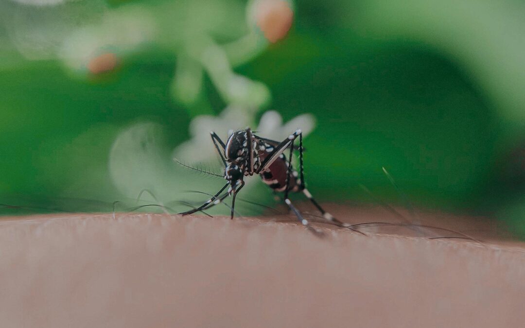 What Diseases Do Mosquitoes Spread?  Mosquito Health Risks Explained