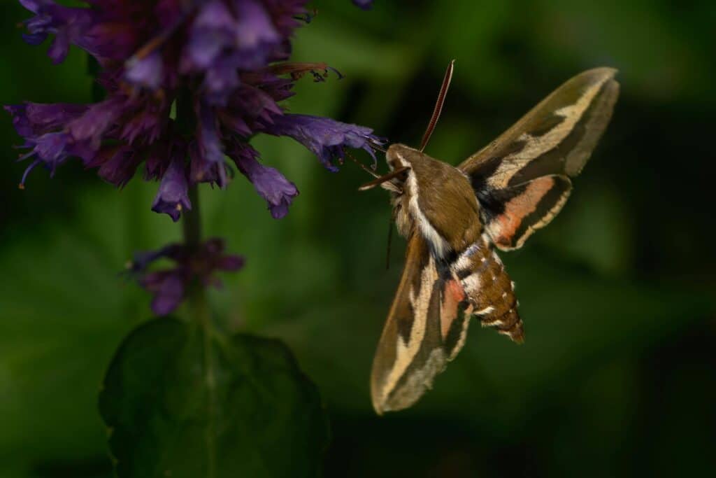 A Close-Up Of A Hummingbird Hawk-Moth (Macroglossum Stellatarum) Feeding On A Purple Flower. The Moth’s Intricate Wing Patterns, Featuring Shades Of Brown, Tan, And Orange, Are In Focus, With A Blurred Green Background Highlighting Its Details.