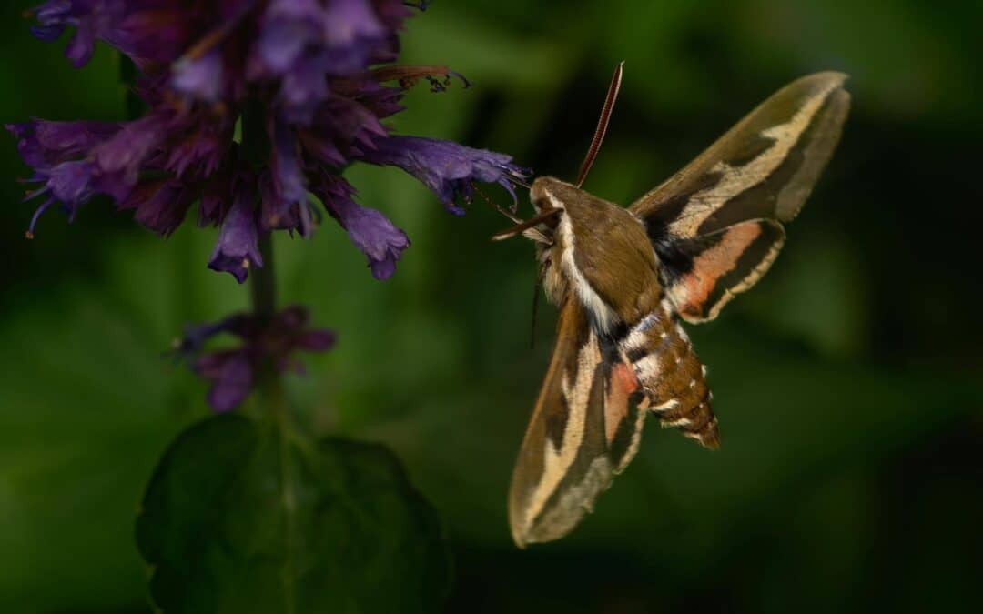 5 Types of House Moths: Identification Guide