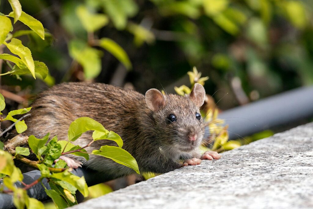 Brown Rat Perched On A Stone Ledge, Surrounded By Green Foliage, With A Focused Expression And Vibrant Background.