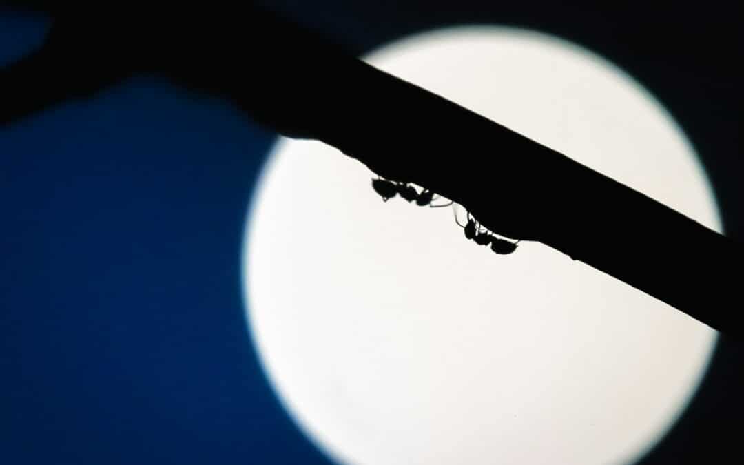 What Do Ants Do at Night?