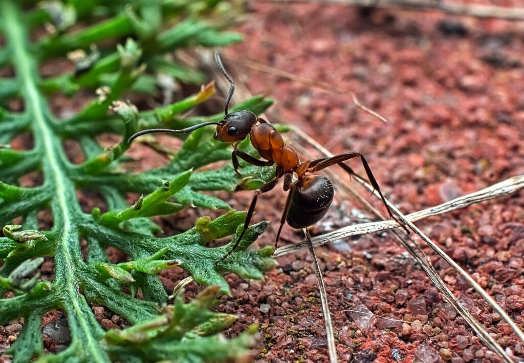 A Detailed Close-Up Image Of A Red And Black Ant Walking On A Green, Fern-Like Leaf. The Background Shows A Textured Red Surface With Scattered Twigs And Debris.