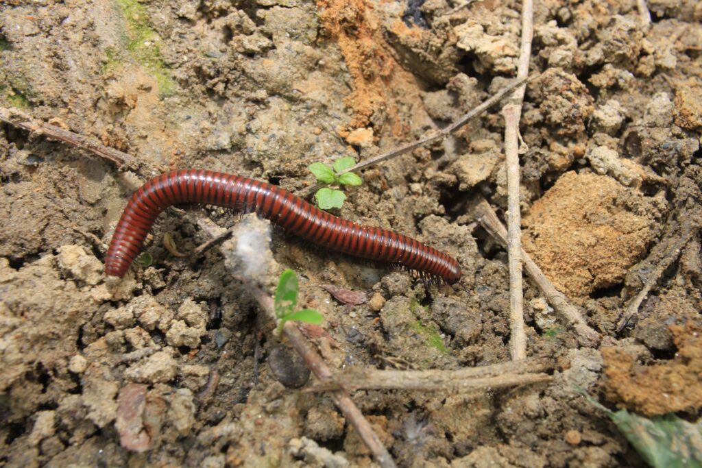 A Detailed Image Of A Brown Millipede With A Segmented Body And Numerous Legs Crawling On Moist Soil. The Ground Features Small Green Plants, Twigs, And Patches Of Moss.