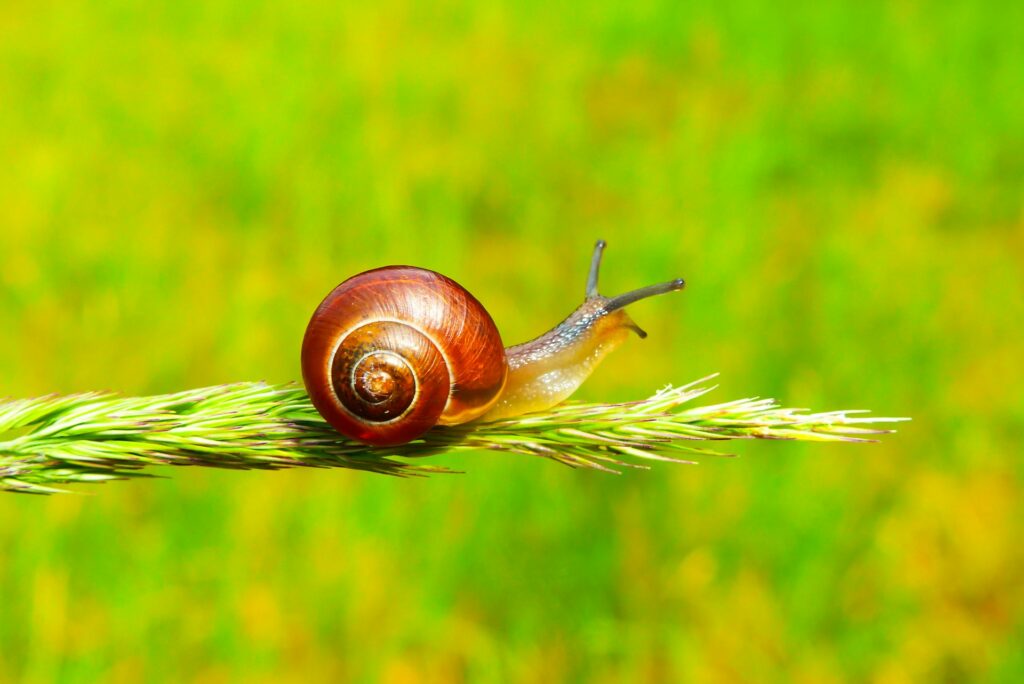 A Detailed Close-Up Image Of A Brown Snail With A Spiraled Shell Crawling Along A Thin, Green Grass Stem. The Background Is A Vibrant Yellow-Green Blurred Field.