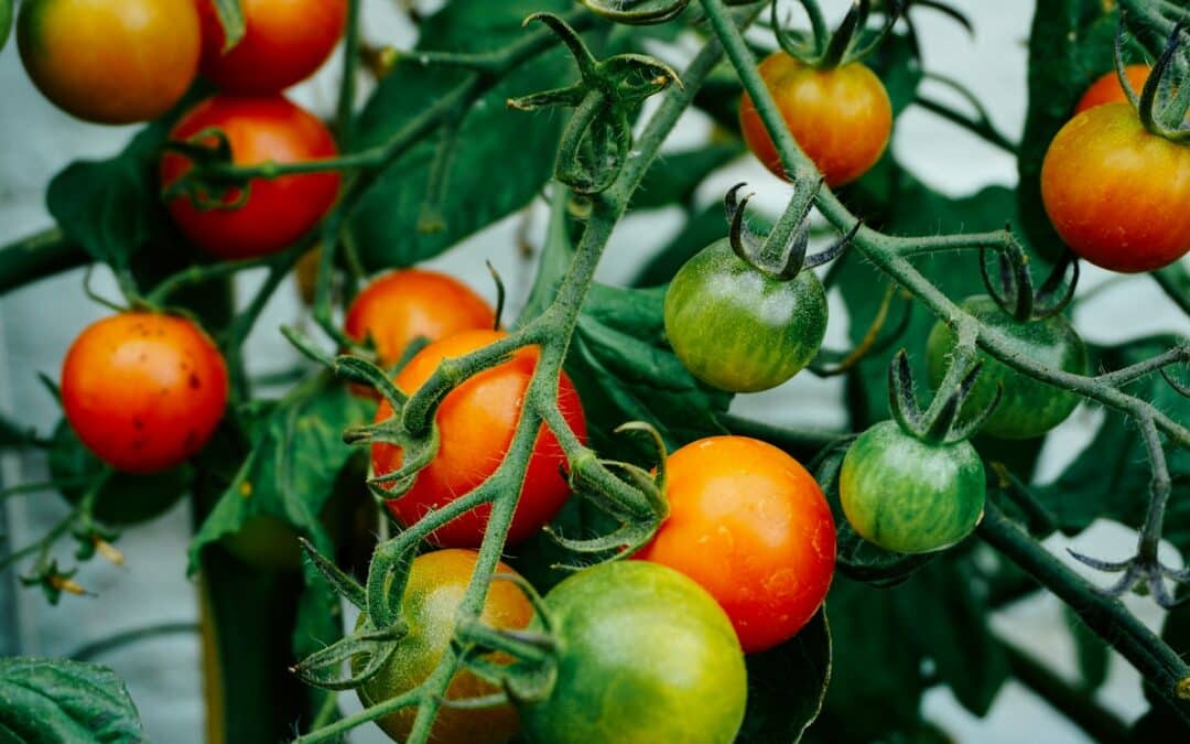 Why Are Aphids Always on Your Tomato Plants?