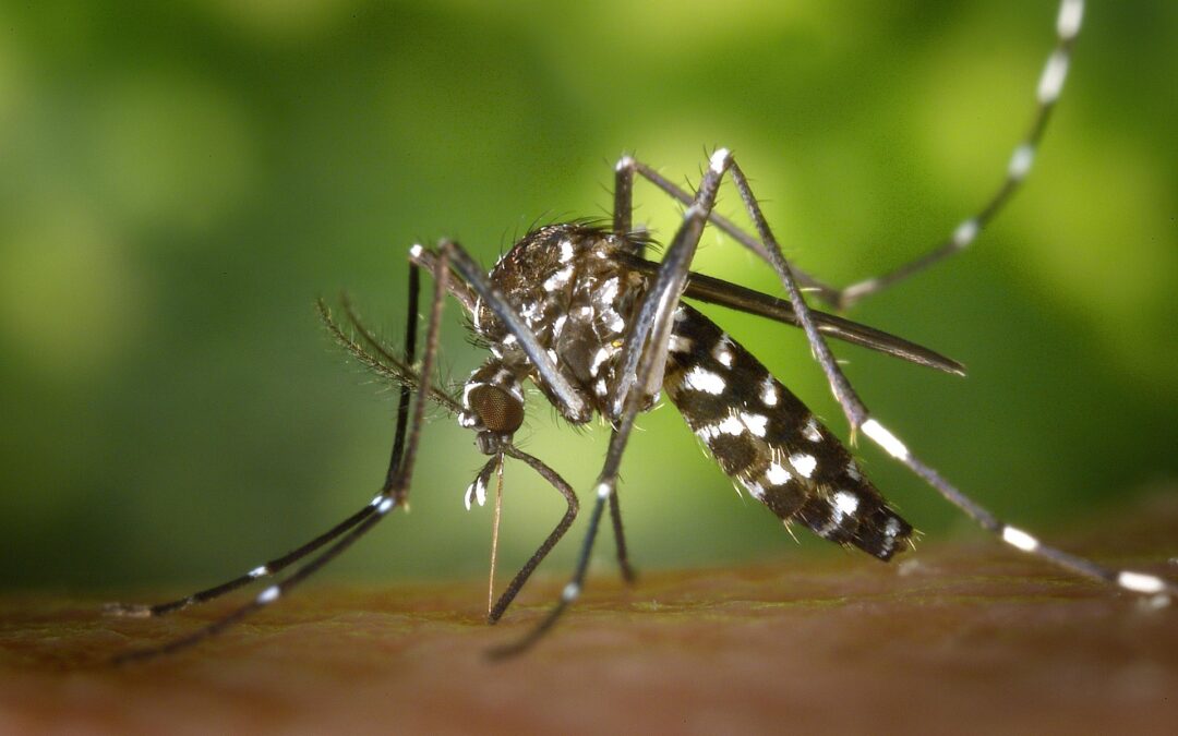 Why Are Mosquitoes Only in Certain Rooms? How Light and Humidity Attract Them Indoors