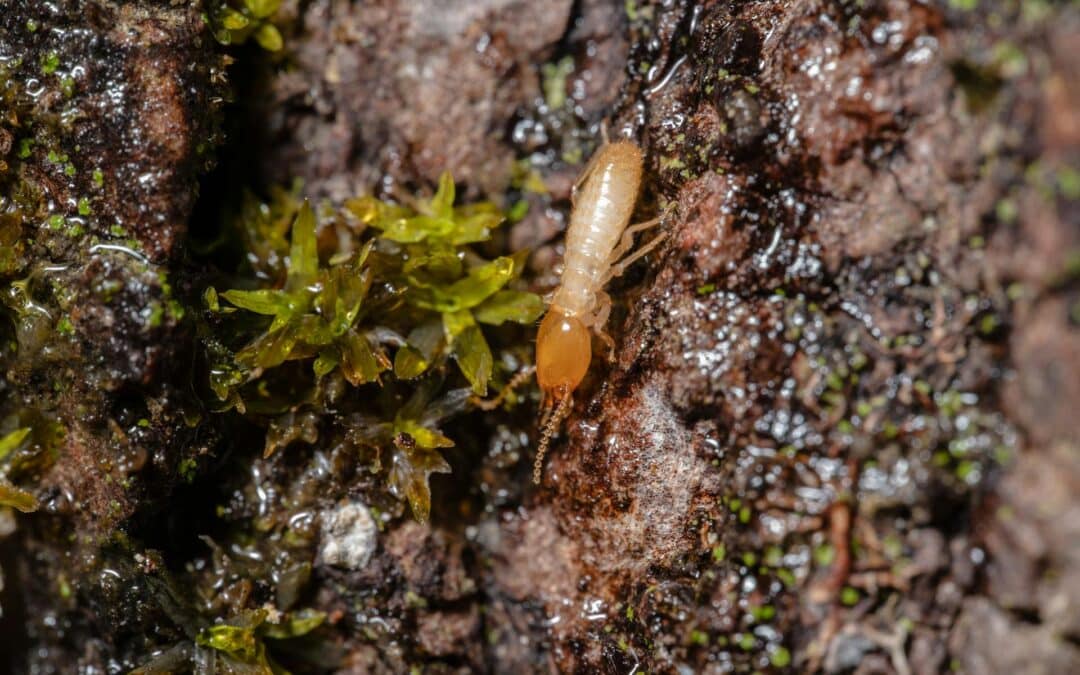 What Do Termite Mud Tubes Look Like?
